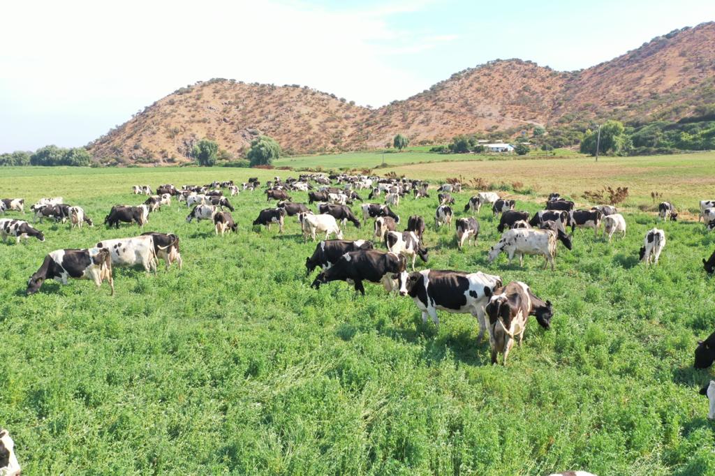 Bidón 5 litros leche fresca entera CON ENVASE